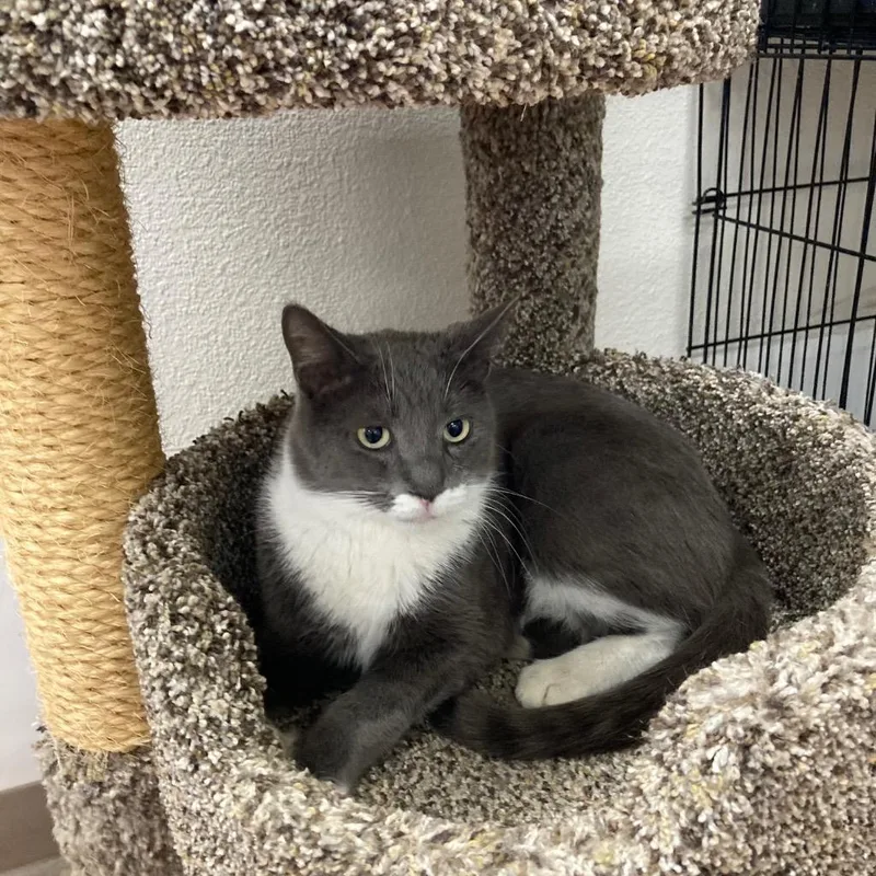 Mr Piggie  Foxie thumbnail 2