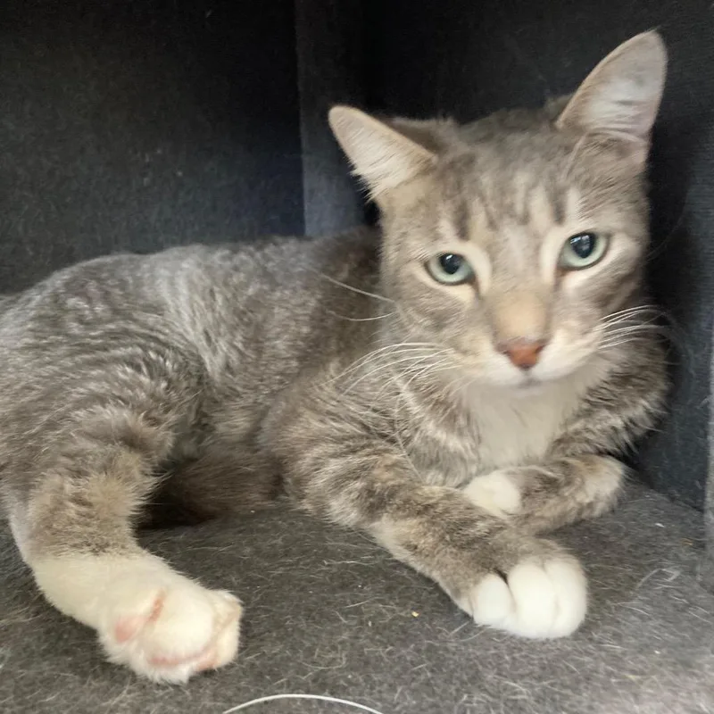 Mr Piggie  Foxie thumbnail 3