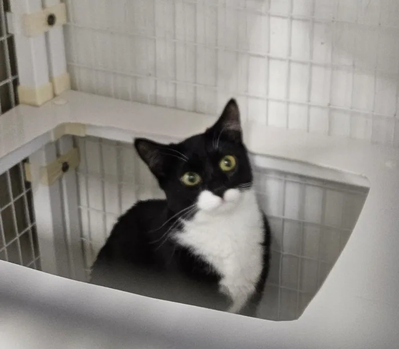 Taran& Arborbonded Pair