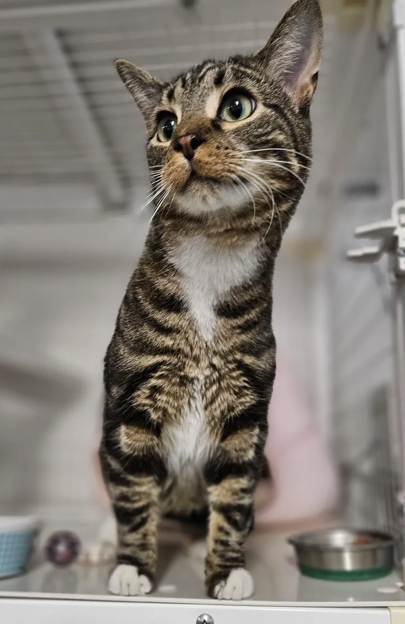 Taran& Arborbonded Pair thumbnail 2