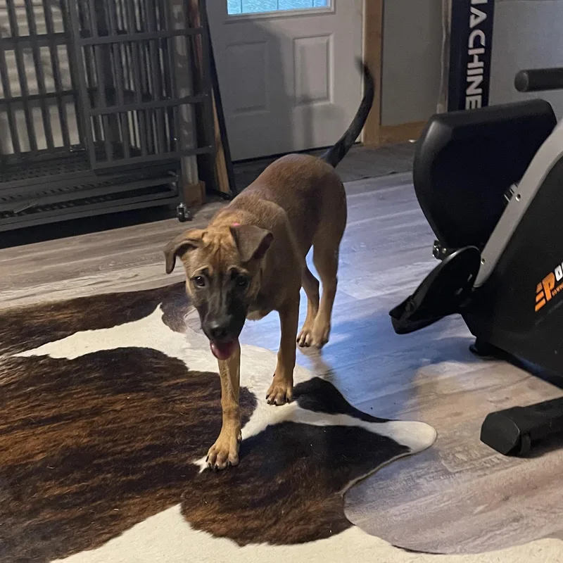 Xena Precious Princess thumbnail 5