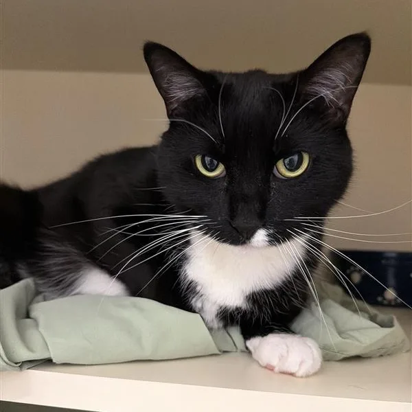 Miss Piggy thumbnail 2