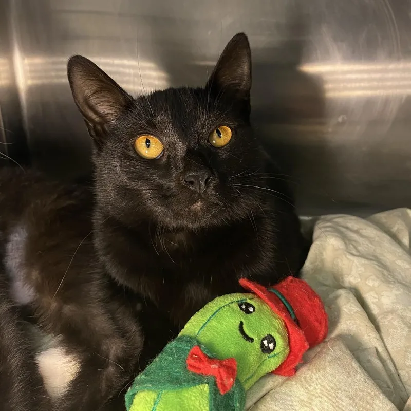 Devil's Food Cake thumbnail 2