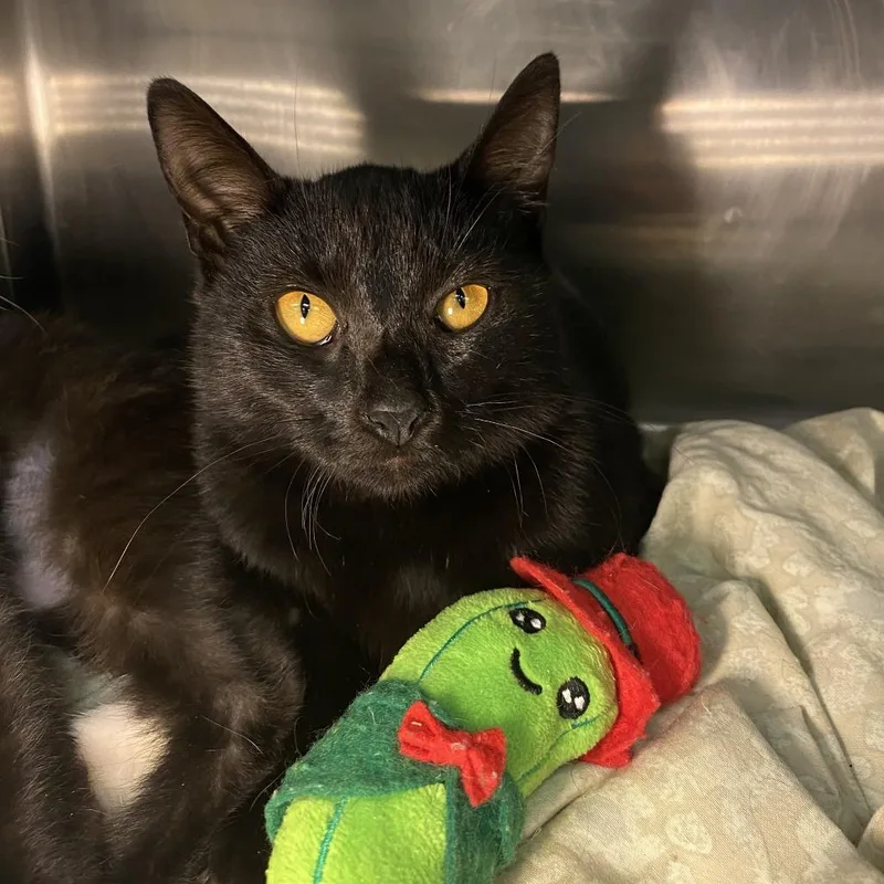 Devil's Food Cake thumbnail 4