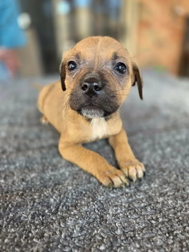 Mustards :  Düsseldorf