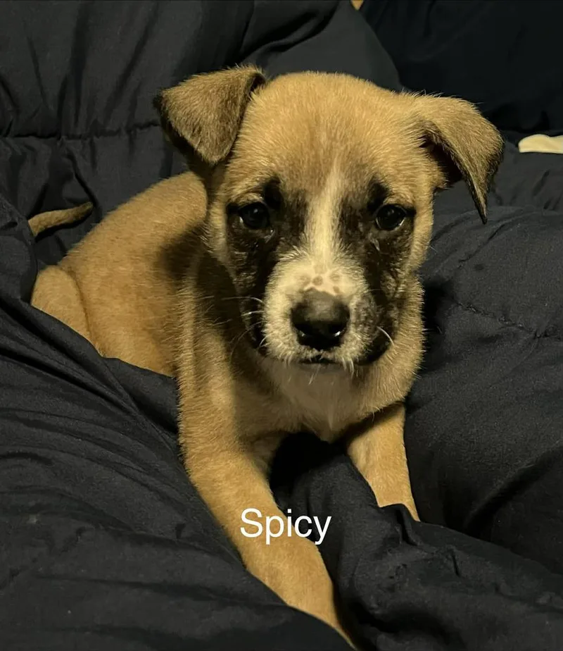 Mustards : Spicy thumbnail 2