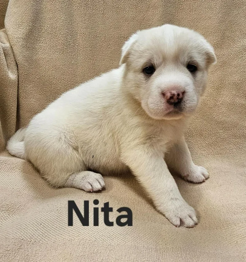 Nita