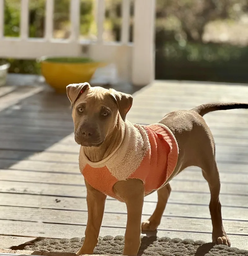 A young large-sized female Gray / Blue / Silver Weimaraner dog named Penny for adoption in Monroe, NC