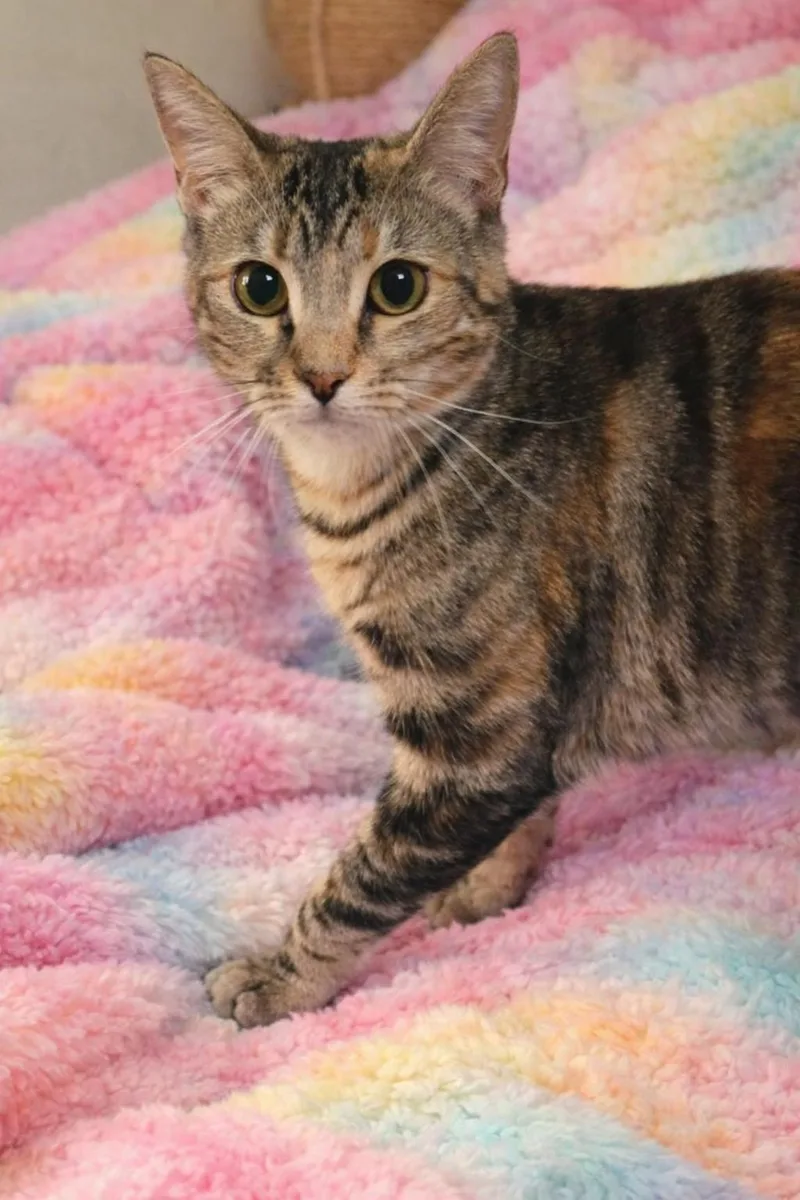 Lottie =^ ^= thumbnail 2