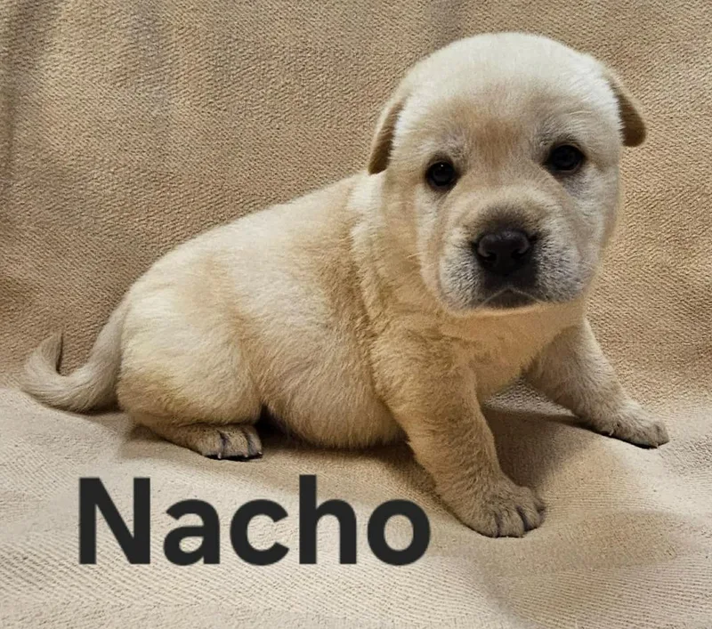 Nacho