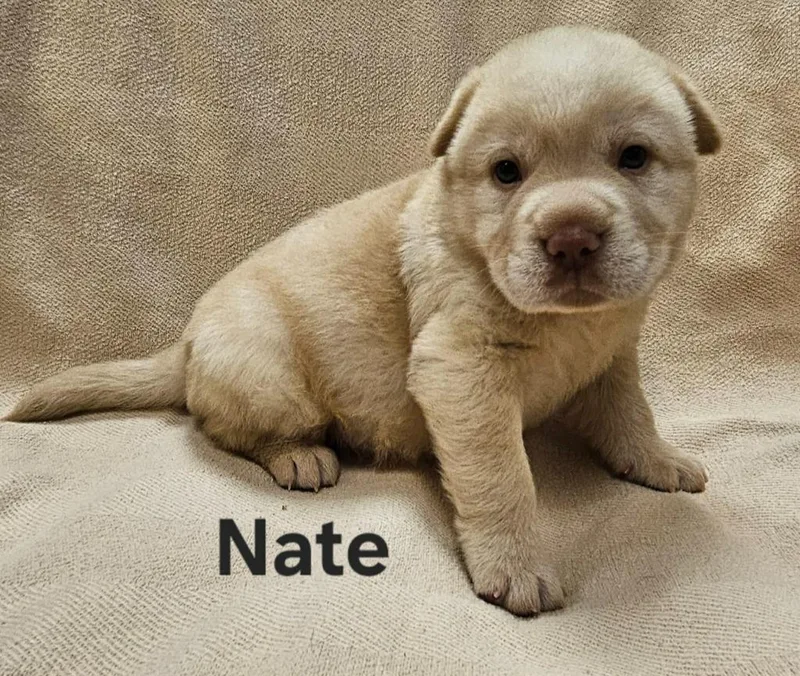 Nate