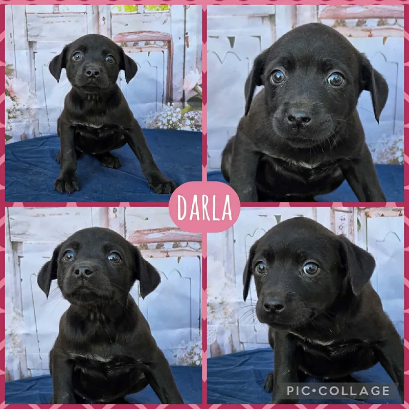 Darla