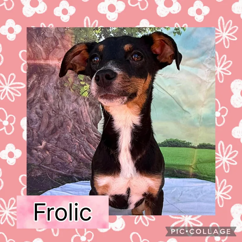 Frolic