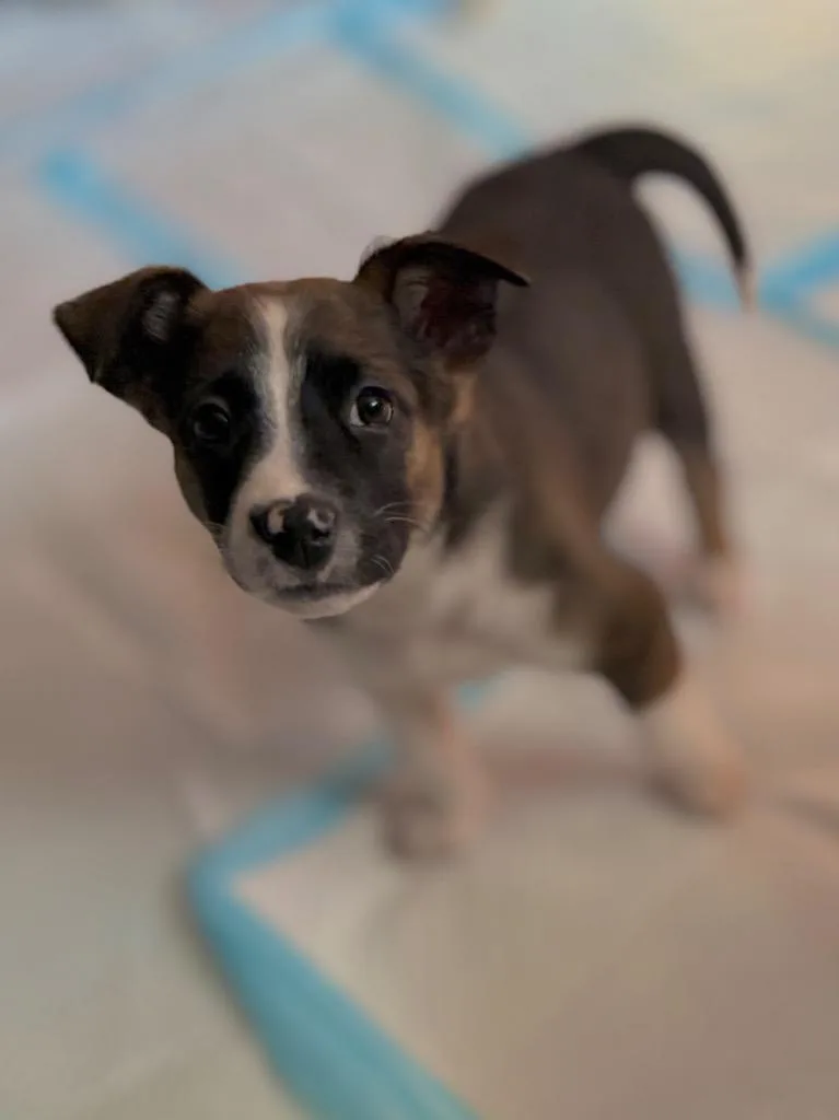 A baby medium-sized female Cattle Dog dog named Bina for adoption in Fort Lupton, CO