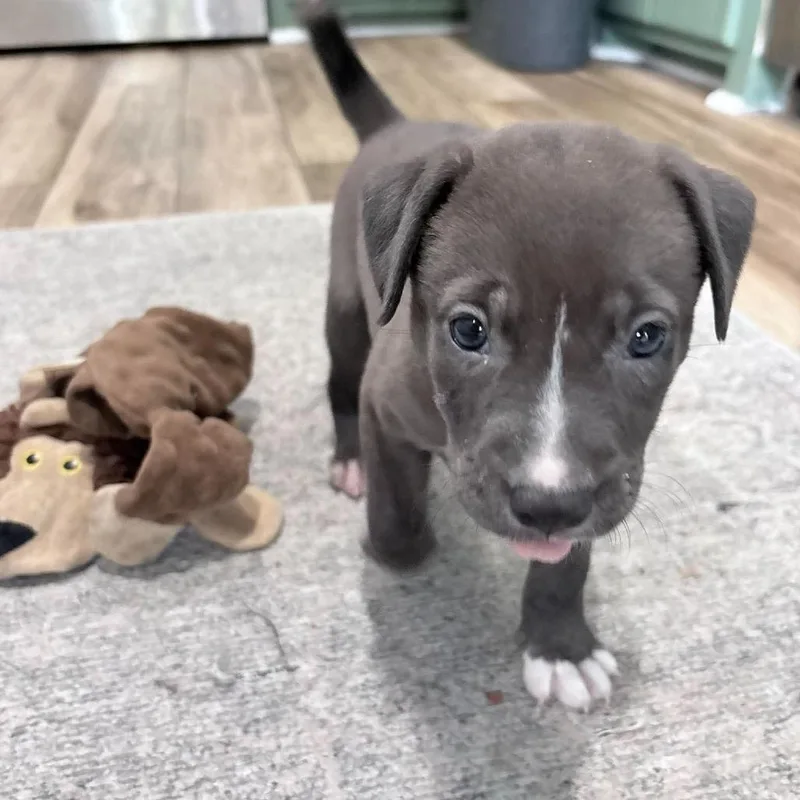 A baby medium-sized female Pit Bull Terrier dog named Harper for adoption in New Orleans, LA