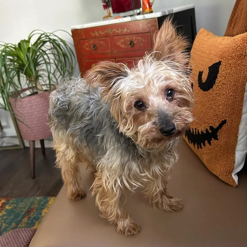 An adult small-sized male Yorkshire Terrier dog named Blender for adoption in Blue Springs, MO