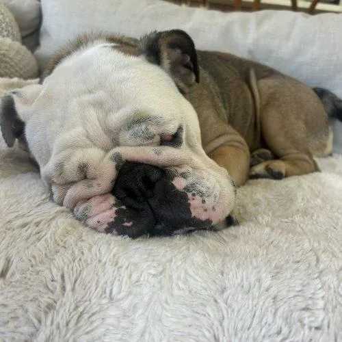 An adult medium-sized female English Bulldog dog named Coco for adoption in Chicago, IL