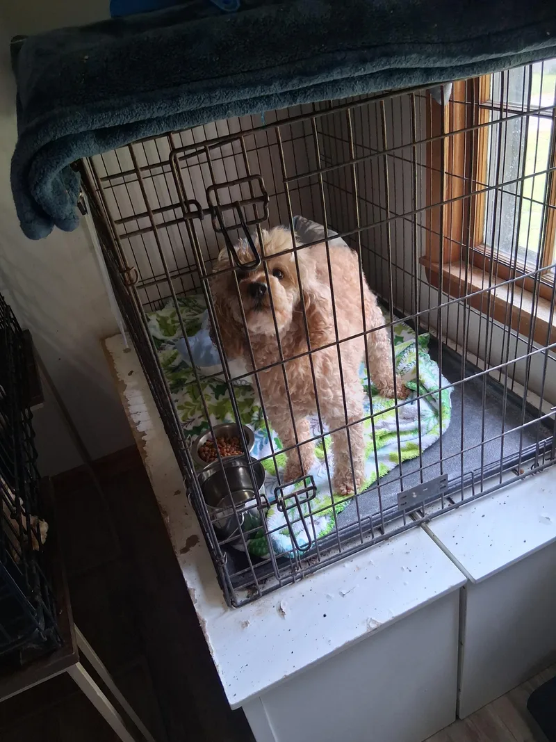An adult medium-sized male Miniature Poodle dog named Curly for adoption in Lynchburg, TN