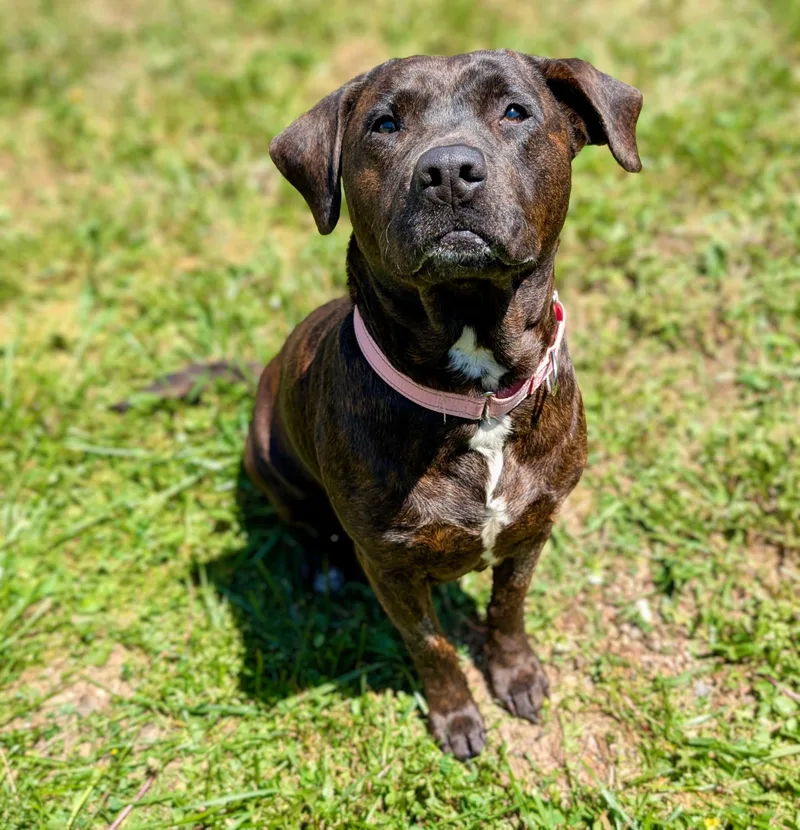 An adult medium-sized female Brindle Pit Bull Terrier dog named Tober for adoption in Seville, OH