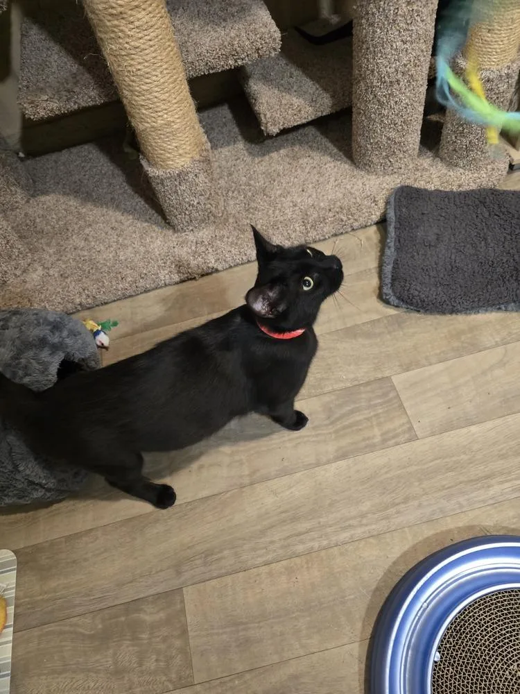 An adult medium-sized female Black Domestic Short Hair cat named Mary Mama for adoption in Vancouver, WA