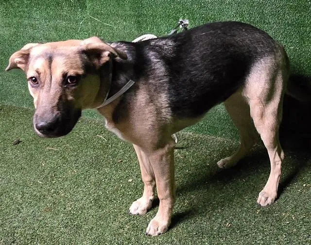A young medium-sized female German Shepherd Dog dog named Coco for adoption in Lancaster, CA