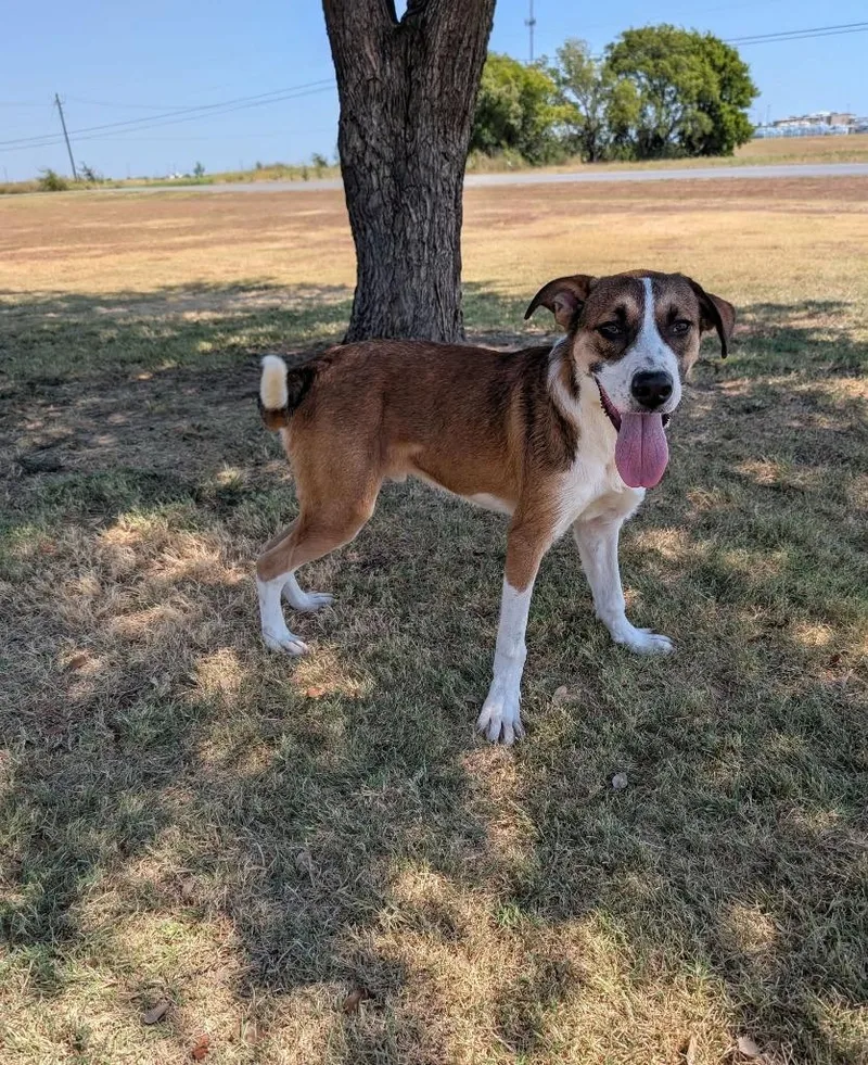 A baby medium-sized male Australian Shepherd dog named Kale for adoption in Arlington, TX