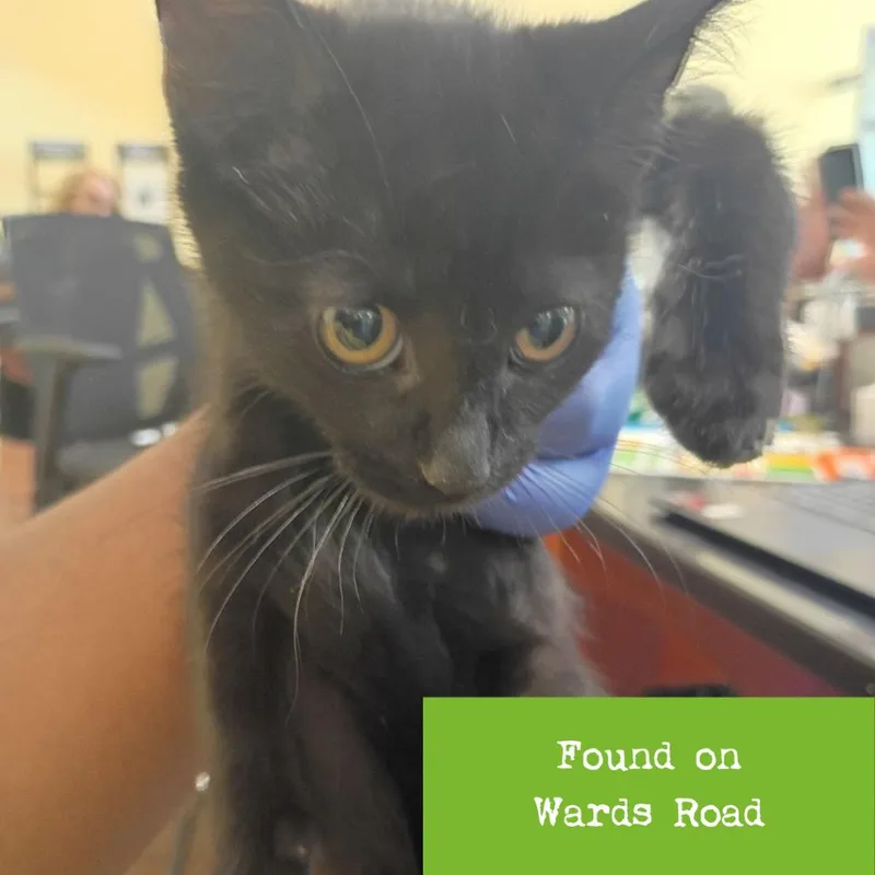 A baby small-sized male Black Domestic Short Hair cat named Polaris for adoption in Lynchburg, VA