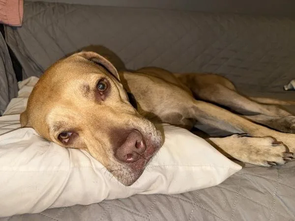 An adult large-sized female Pit Bull Terrier dog named Koi for adoption in San Diego, CA