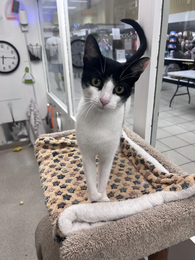 An adult medium-sized female Black & White / Tuxedo Domestic Short Hair cat named Jazzie RM for adoption in Rockaway, NJ