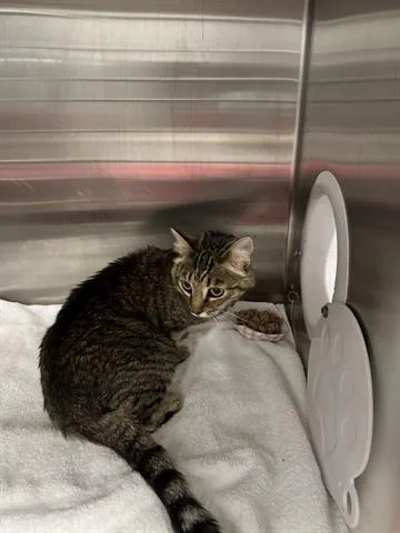 An adult small-sized female Domestic Medium Hair cat named Flower for adoption in San Martin, CA