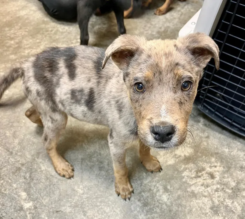 A baby large-sized male Catahoula Leopard Dog dog named Pegasus for adoption in Clinton, SC