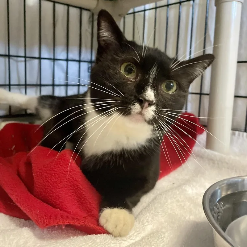 Checkers thumbnail 2