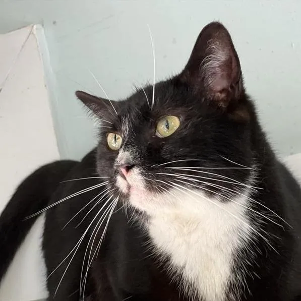 Checkers thumbnail 3