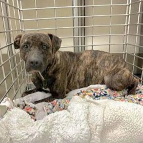 Babushka thumbnail 2