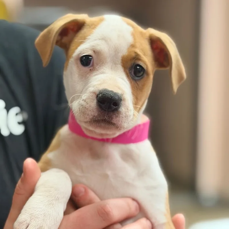 Daffodil thumbnail 2