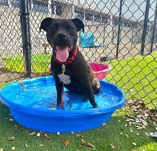 Jenny From The Block