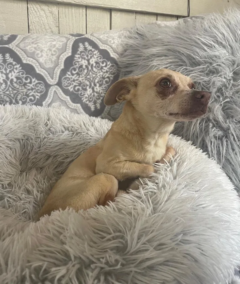 Sasha Fierce thumbnail 2