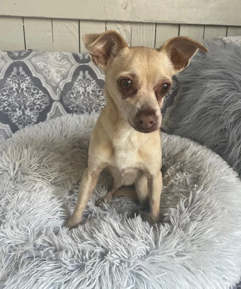 Sasha Fierce thumbnail 3