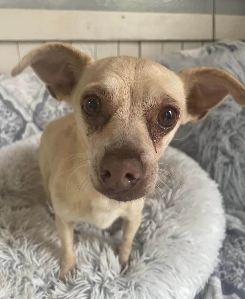 Sasha Fierce thumbnail 4