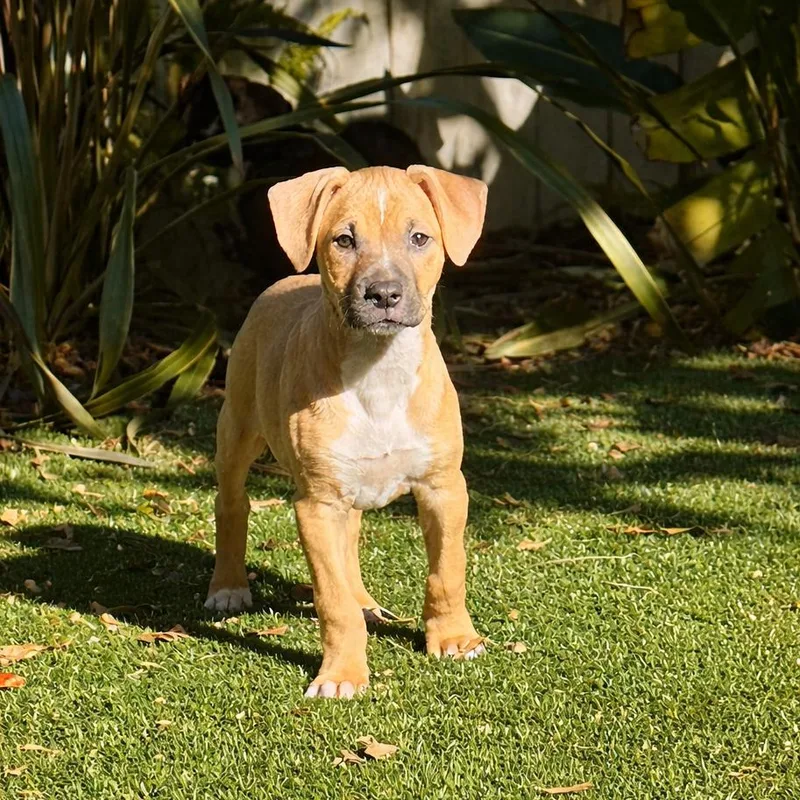 Artemis "ari" thumbnail 3