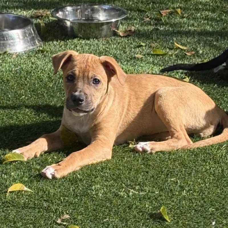 Artemis "ari" thumbnail 4