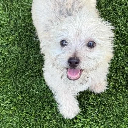 Franklin thumbnail 3