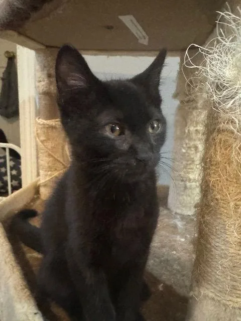 Gilbert Blythe thumbnail 2