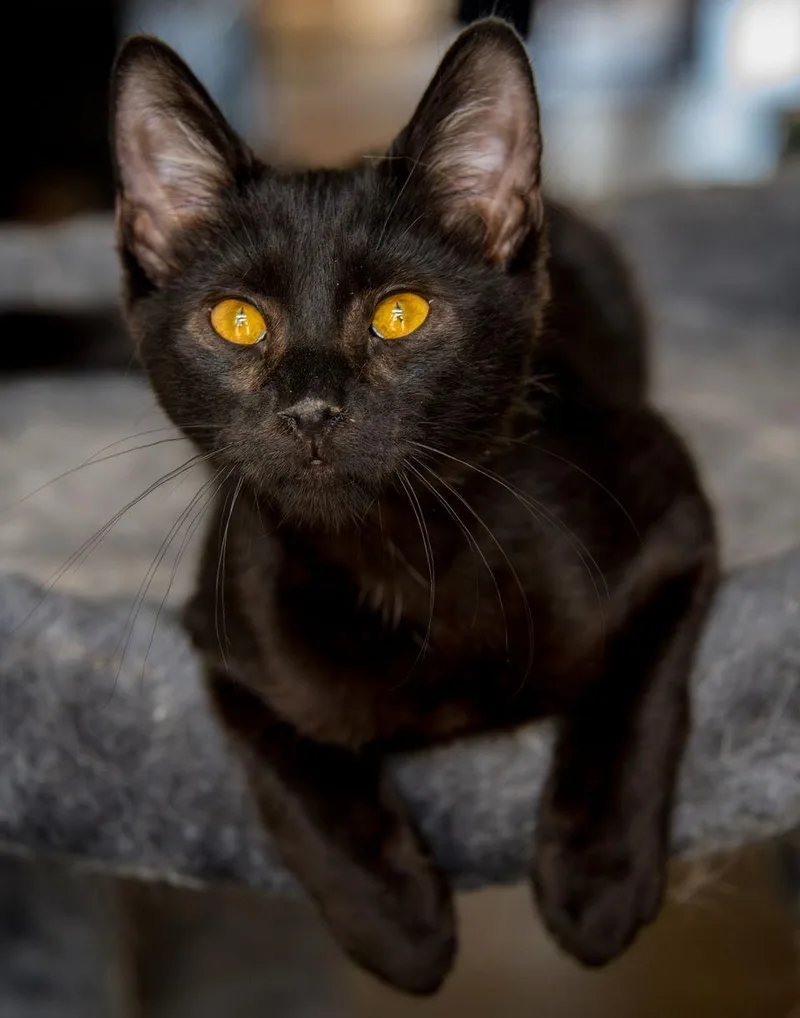 Gilbert Blythe thumbnail 3