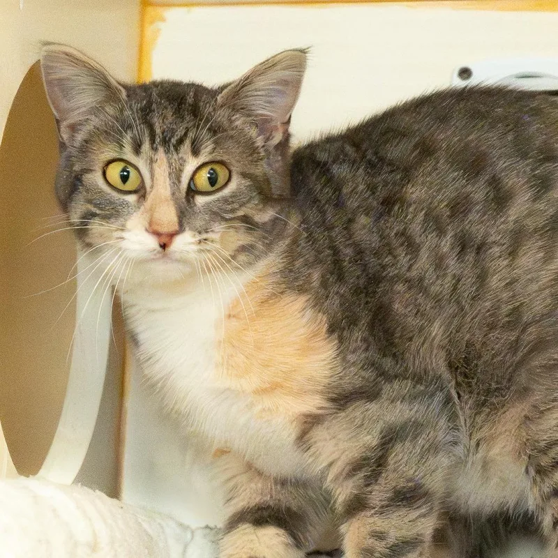 Grapefruit thumbnail 2