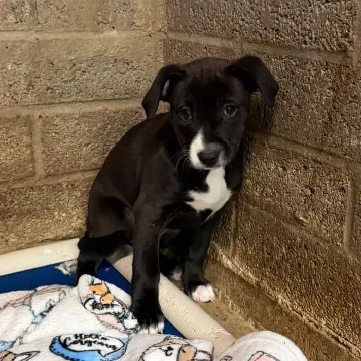 Persephone "percy" thumbnail 2