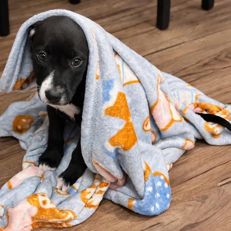 Persephone "percy" thumbnail 4