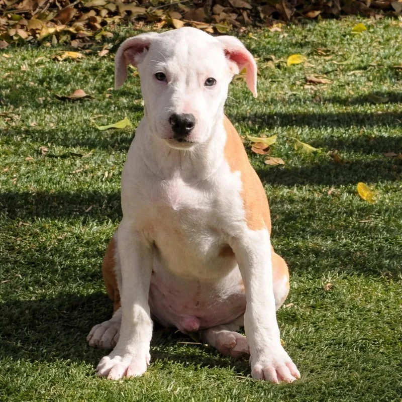 Sparticus "sparty" thumbnail 2