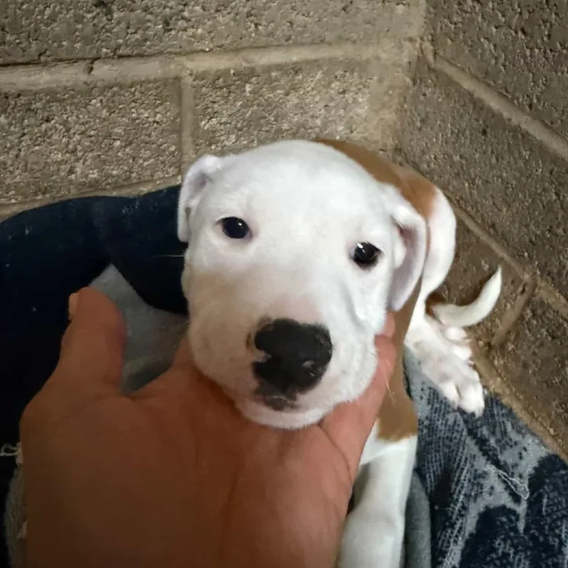 Sparticus "sparty" thumbnail 3