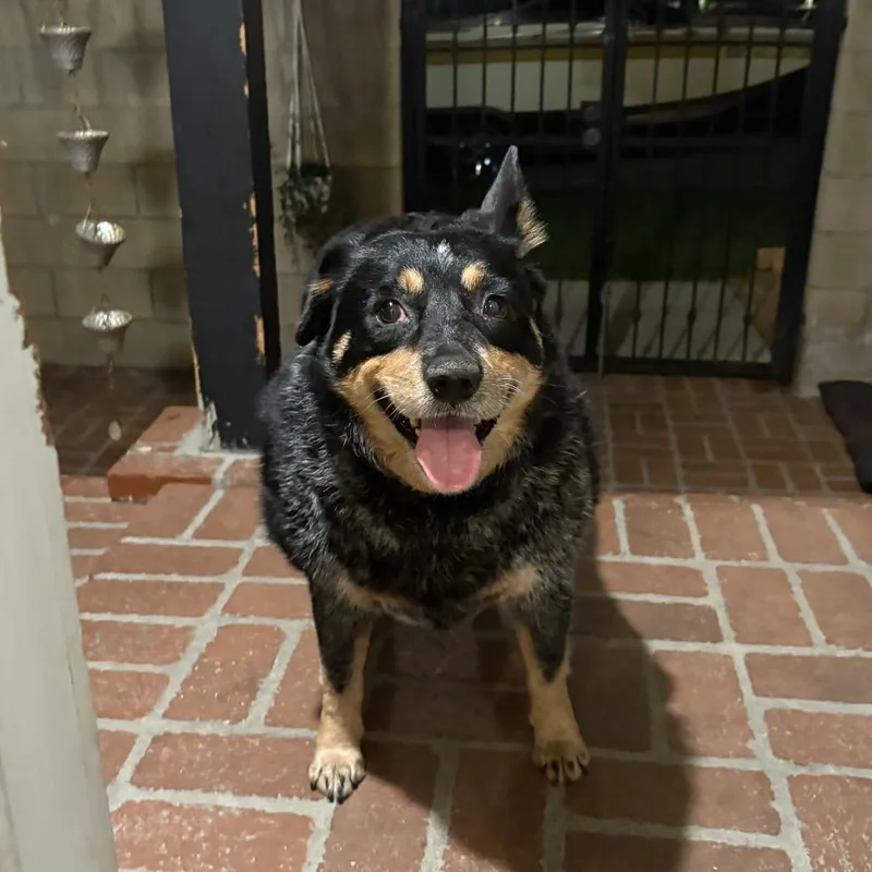 Tootsie Roll thumbnail 2